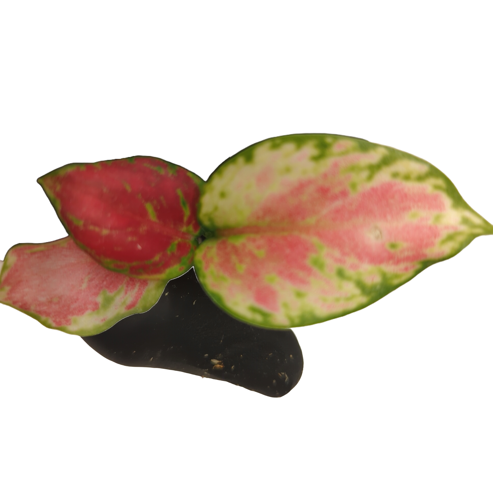 Baby Aglaonema commutatum Auspicious Red 3